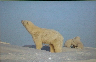 Steven Kazlowski: The Last Polar Bear: Facing the Truth of a Warming World